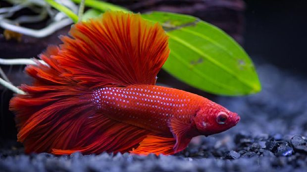 Jenis Ikan Cupang Hias yang Memiliki Kecantikan Menawan