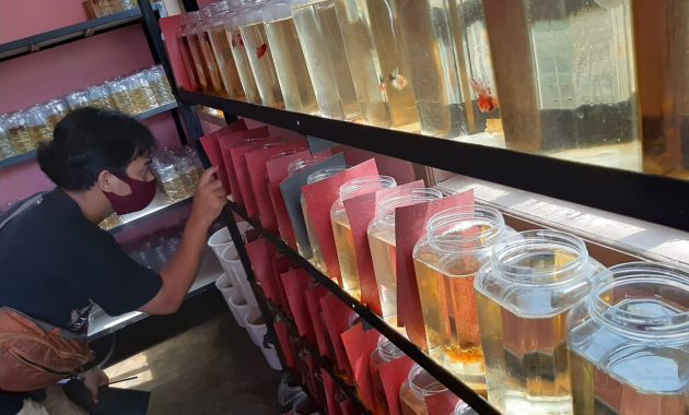 bisnis jualan ikan Cupang