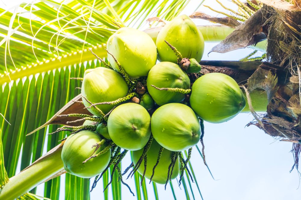 cara memilih kelapa muda yang berkualitas