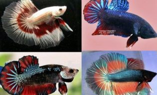tips memilih tempat jualan ikan Cupang