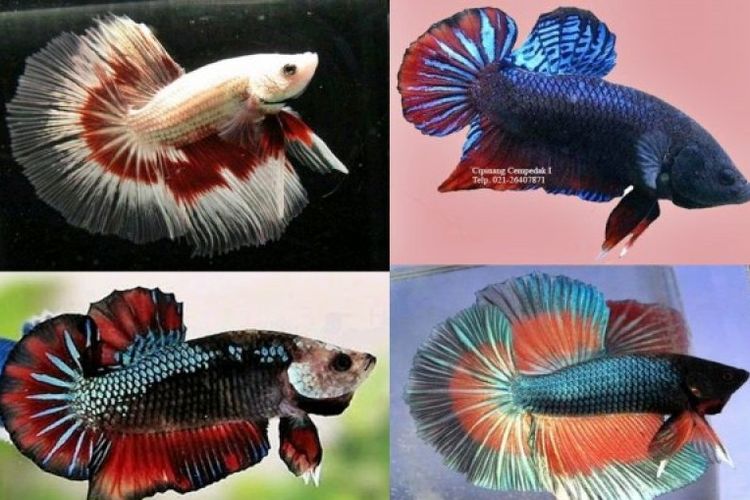 tips memilih tempat jualan ikan Cupang