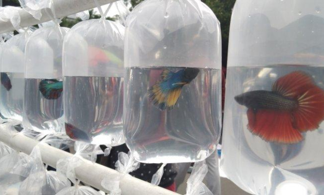 tips memilih tempat jualan ikan Cupang