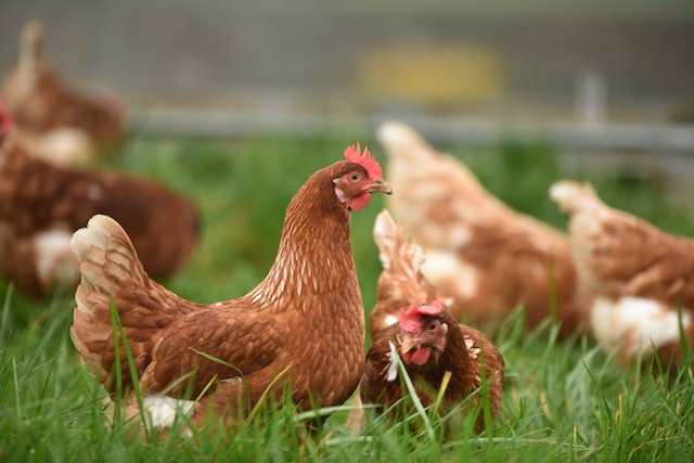 Apa Saja Keuntungan Menjalankan Usaha Ternak Ayam Kampung