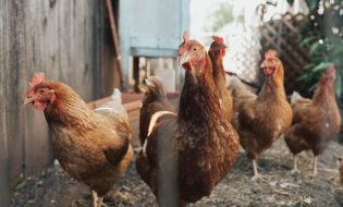 Tips Memulai Usaha Ternak Ayam Kampung Potong