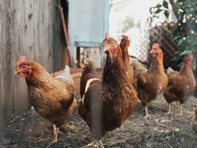 Tips Memulai Usaha Ternak Ayam Kampung Potong