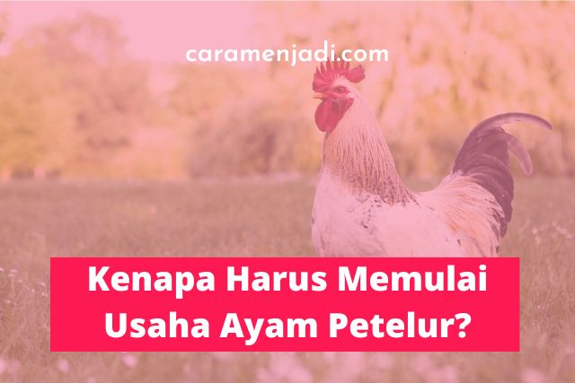 Kenapa Kamu Harus Memulai Usaha Ayam Petelur?