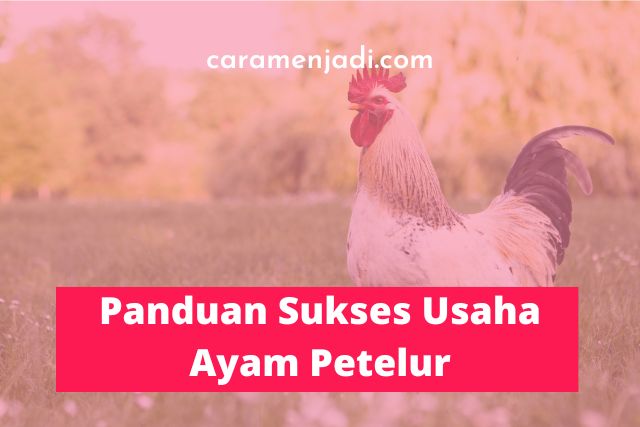 Panduan Sukses Usaha Ayam Petelur