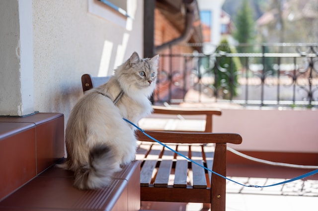 Aksesoris Tambahan Untuk Kucing Yang Mengenakan Harness
