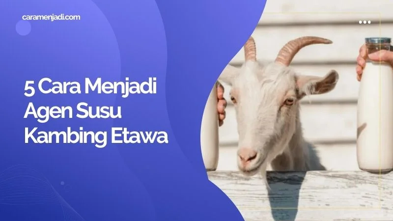 5 Cara Menjadi Agen Susu Kambing Etawa