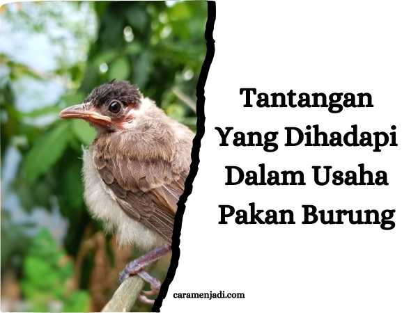 Tantangan Yang Dihadapi Dalam Usaha Pakan Burung