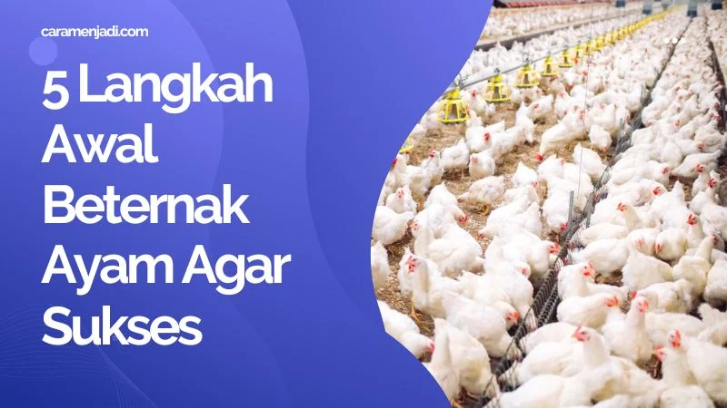 5 Langkah Awal Beternak Ayam Agar Sukses