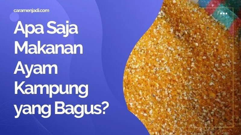 Apa Saja Makanan Ayam Kampung yang Bagus?