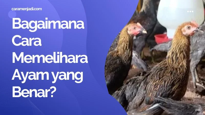 Bagaimana Cara Memelihara Ayam yang Benar?