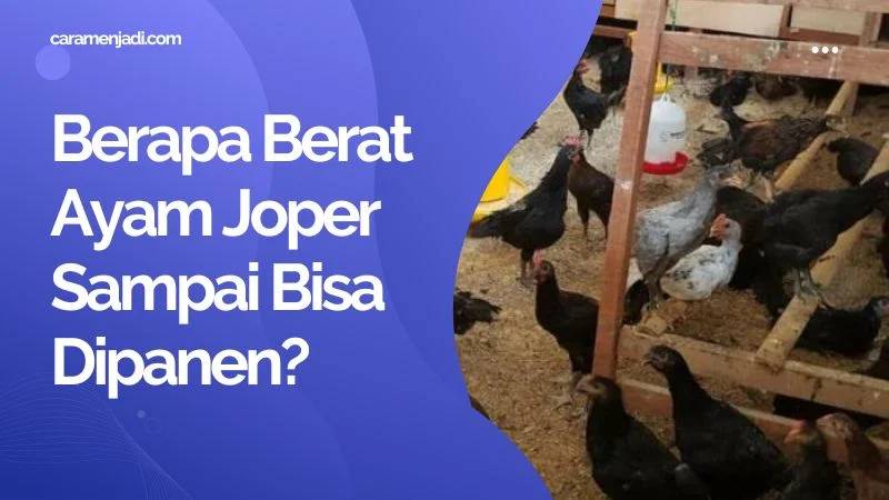 Berapa Berat Ayam Joper Sampai Bisa Dipanen