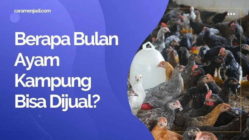 Berapa Bulan Ayam Kampung Bisa Dijual?