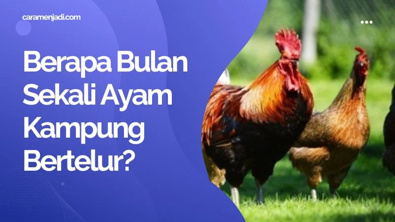 Berapa Bulan Sekali Ayam Kampung Bertelur