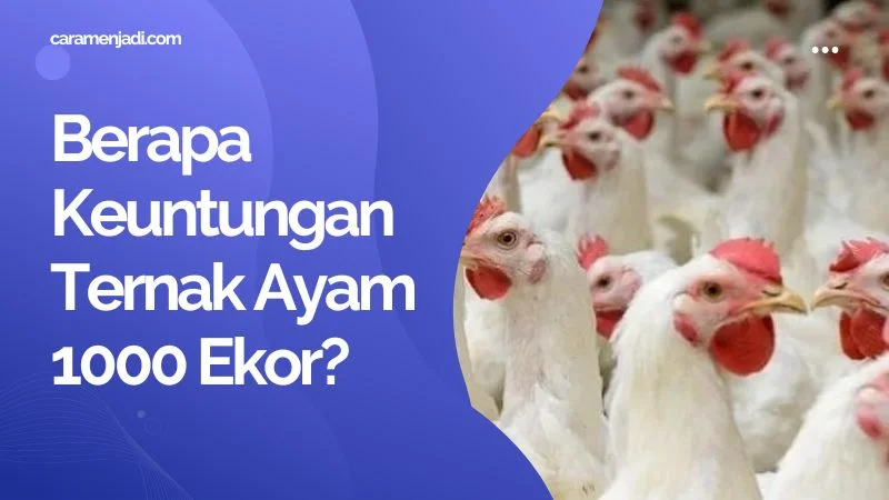 Berapa Keuntungan Ternak Ayam 1000 Ekor?