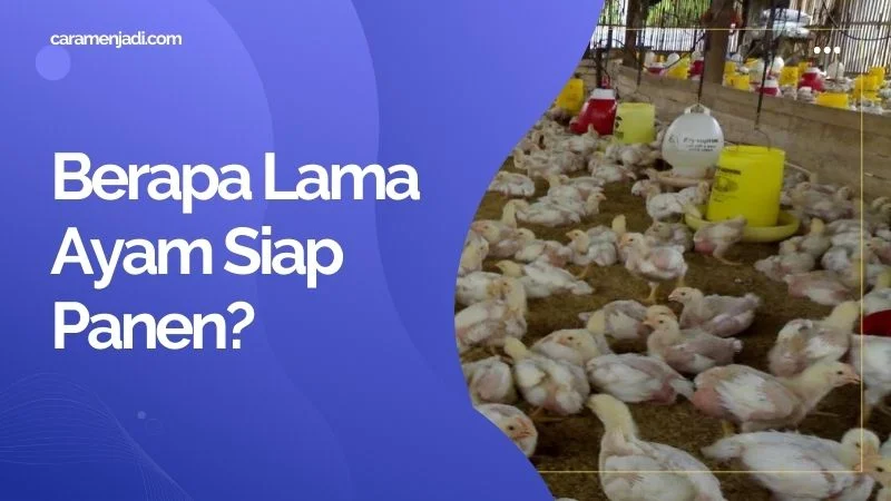 Berapa Lama Ayam Siap Panen? Ketahui Selengkapnya