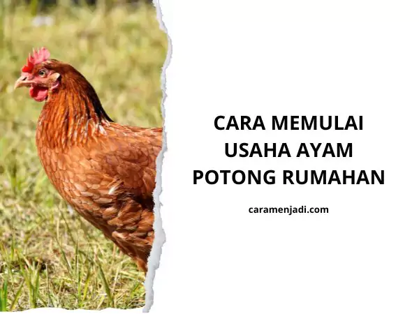 Cara Memulai Usaha Ayam Potong Rumahan