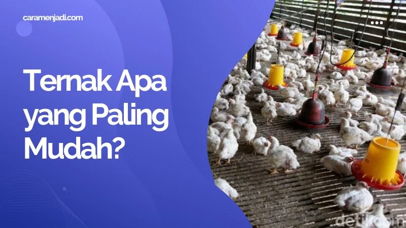 Ternak Apa yang Paling Mudah