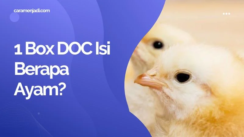 1 Box DOC Isi Berapa Ayam?