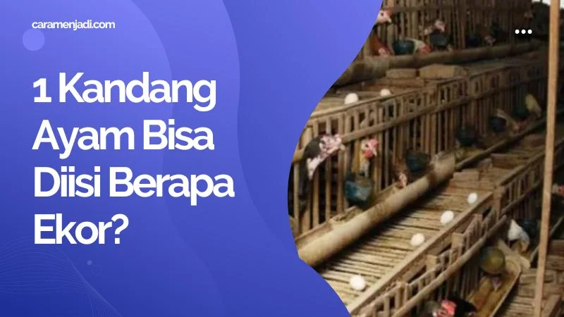 1 Kandang Ayam Bisa Diisi Berapa Ekor?