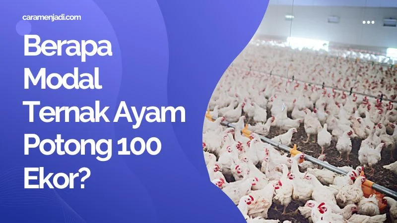 Berapa Modal Ternak Ayam Potong 100 Ekor?