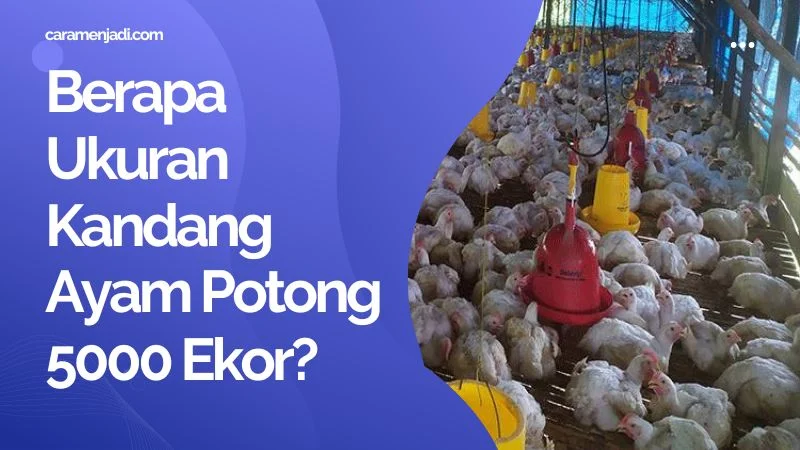 Berapa Ukuran Kandang Ayam Potong 5000 Ekor?