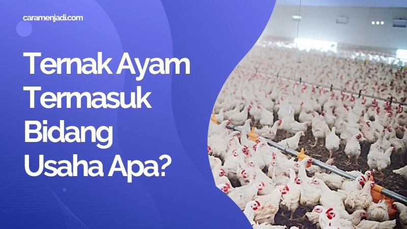 Ternak Ayam Termasuk Bidang Usaha Apa?