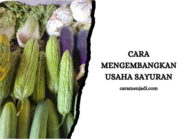 cara mengembangkan usaha sayuran