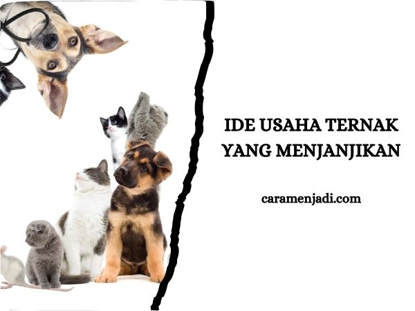 Ide Usaha Ternak yang Menjanjikan