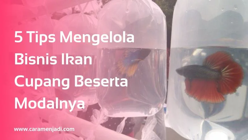 5 Tips Mengelola Bisnis Ikan Cupang Beserta Modalnya