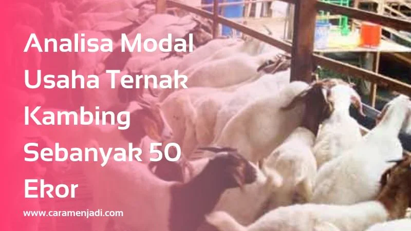 Analisa Modal Usaha Ternak Kambing Sebanyak 50 Ekor