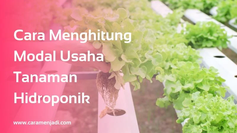 Cara Menghitung Modal Usaha Tanaman Hidroponik