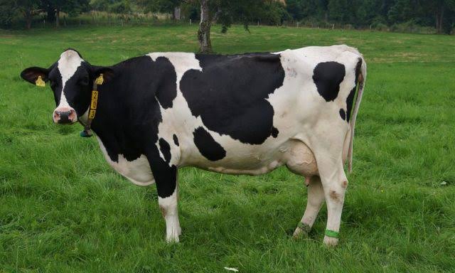 Peluang Bisnis Sapi Perah dan Analisa Modalnya