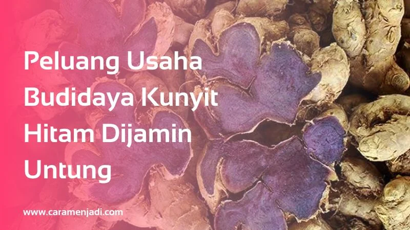 Peluang Usaha Budidaya Kunyit Hitam Dijamin Untung