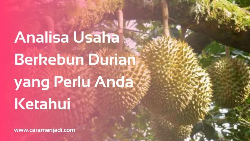 Analisa Usaha Berkebun Durian yang Perlu Anda Ketahui