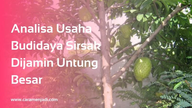 Analisa Usaha Budidaya Sirsak Dijamin Untung Besar